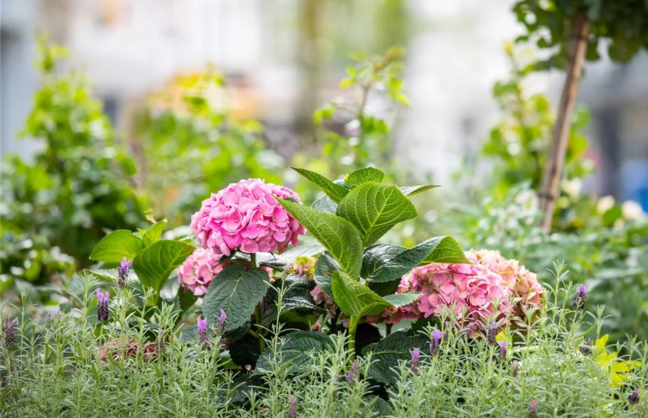 Hortensien im Garten? Viel Pflege wird benötigt! 