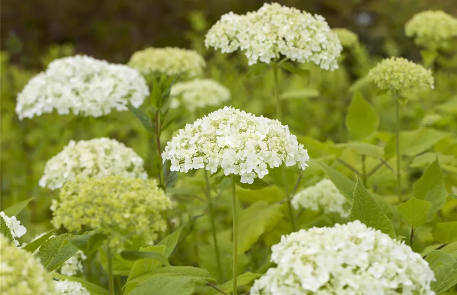 Hortensien im Garten? Viel Pflege wird benötigt! 