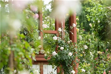 Im Rosengarten herrschen Duft und Eleganz