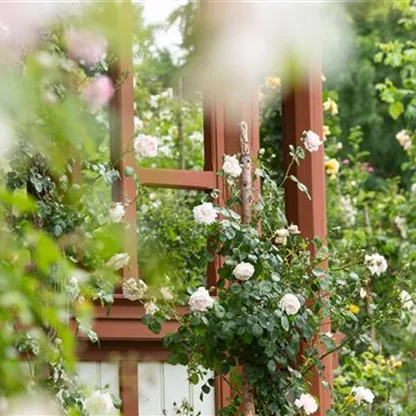 Im Rosengarten herrschen Duft und Eleganz