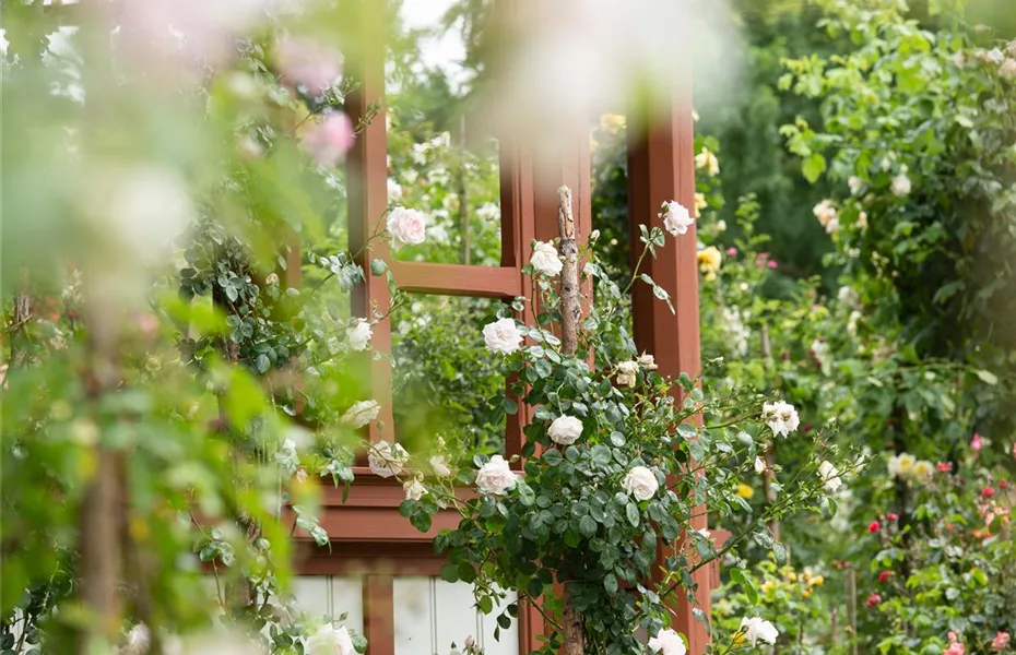 Im Rosengarten herrschen Duft und Eleganz