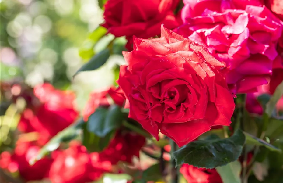 Das Einmaleins der Rosenpflege – von Schneiden bis Düngen