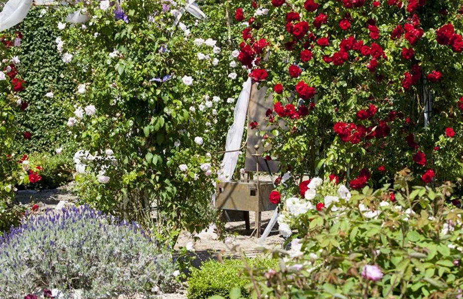 Im Rosengarten herrschen Duft und Eleganz