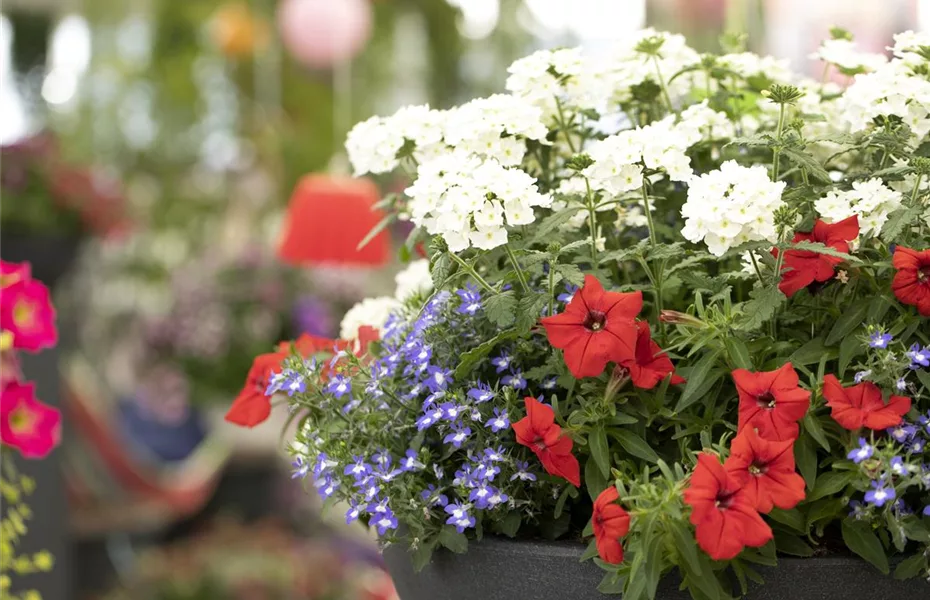 Sommerlust für Balkon&Garten