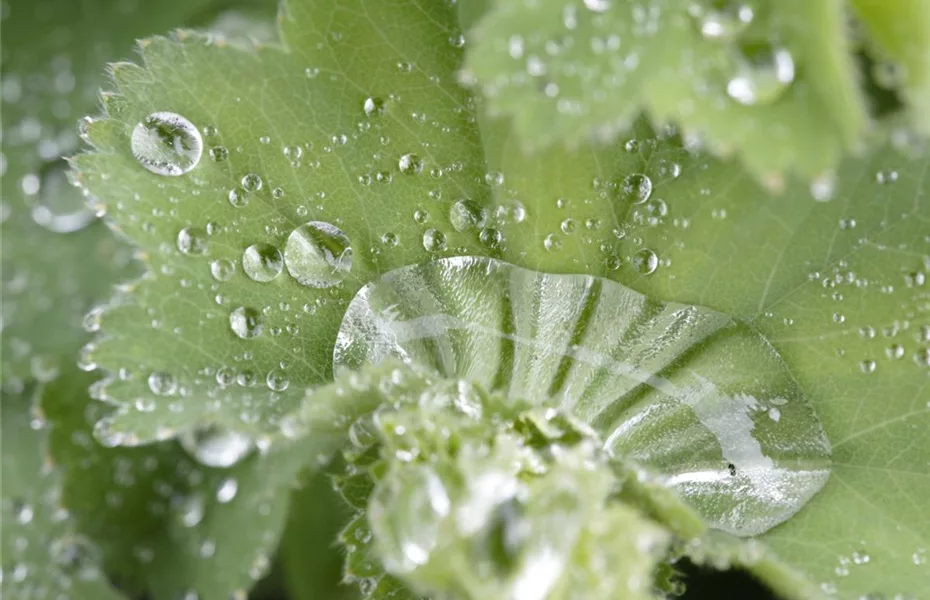 Regenwasser in der Tonne auffangen