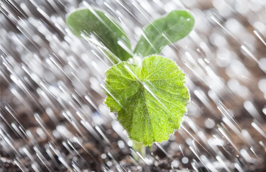 Regenwasser in der Tonne auffangen