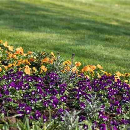 Ungiftige Pflanzen im Garten schützen alle