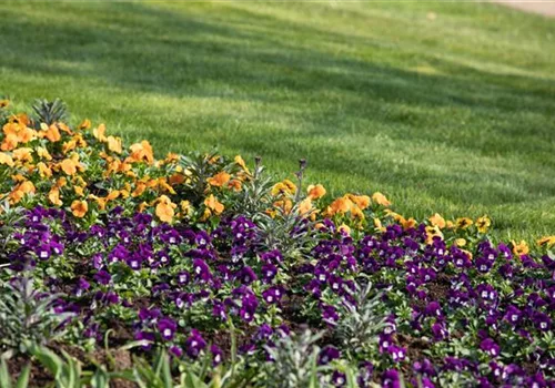 Ungiftige Pflanzen im Garten schützen alle