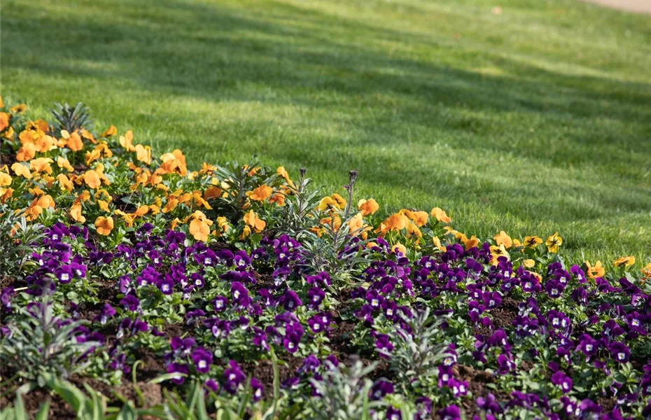 Ungiftige Pflanzen im Garten schützen alle