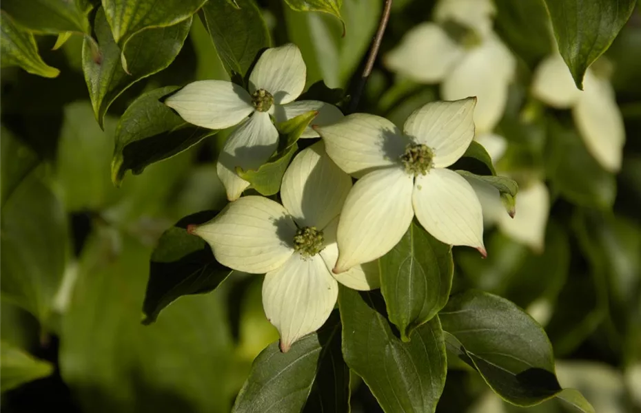 Ungiftige Pflanzen im Garten schützen alle