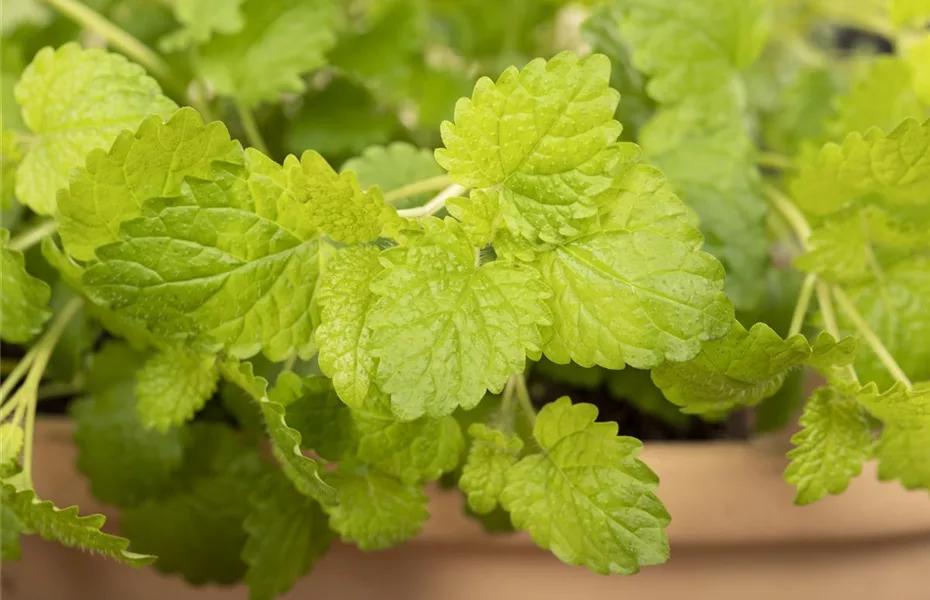 Ungiftige Pflanzen im Garten schützen alle