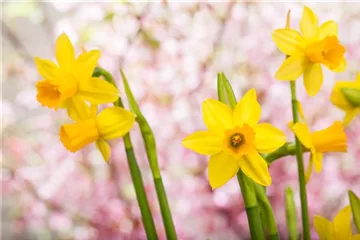 Blumenzwiebeln und Knollen: Ab in den Urlaub!