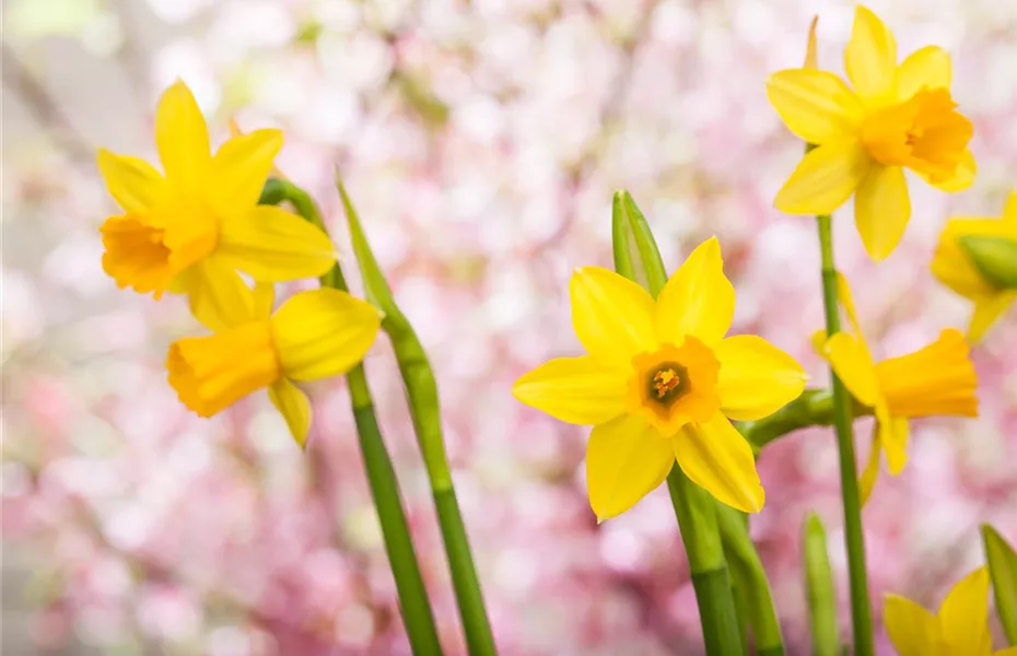 Blumenzwiebeln und Knollen: Ab in den Urlaub!