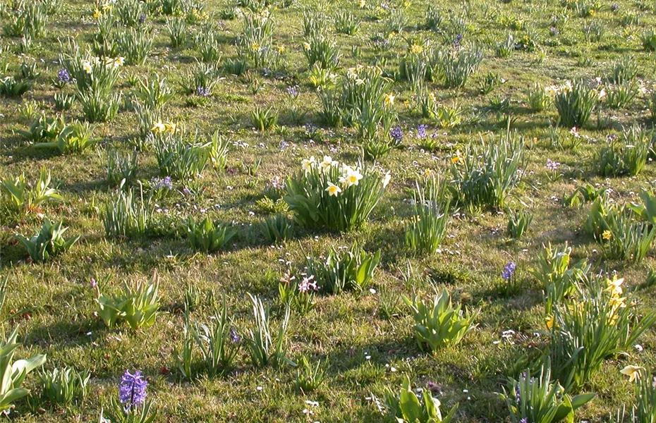 Blumenzwiebeln und Knollen: Ab in den Urlaub!