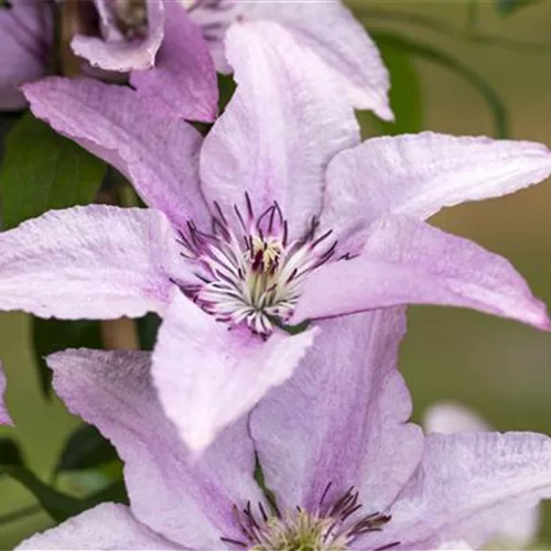 Clematis – farbenfroh, robust und wunderschön