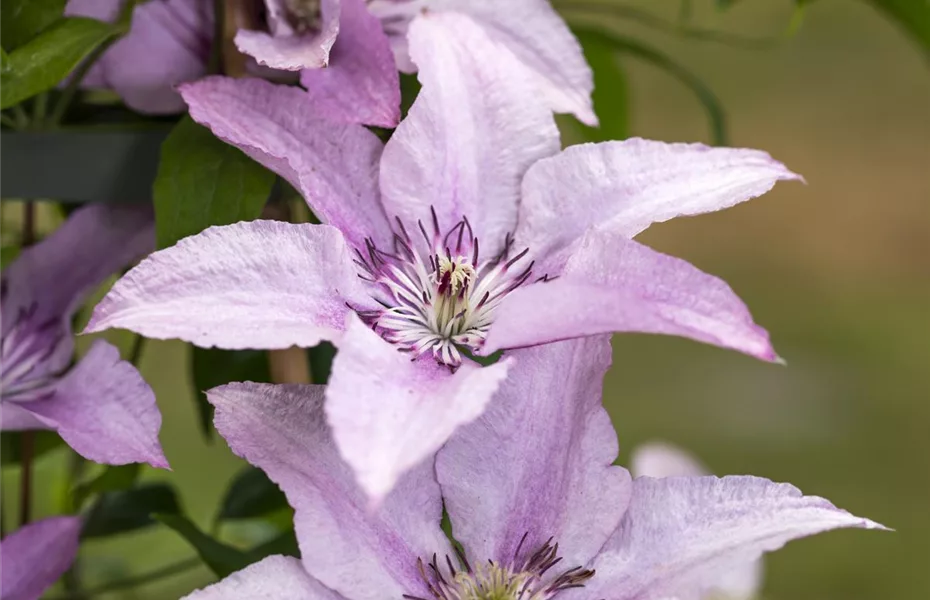 Clematis – farbenfroh, robust und wunderschön