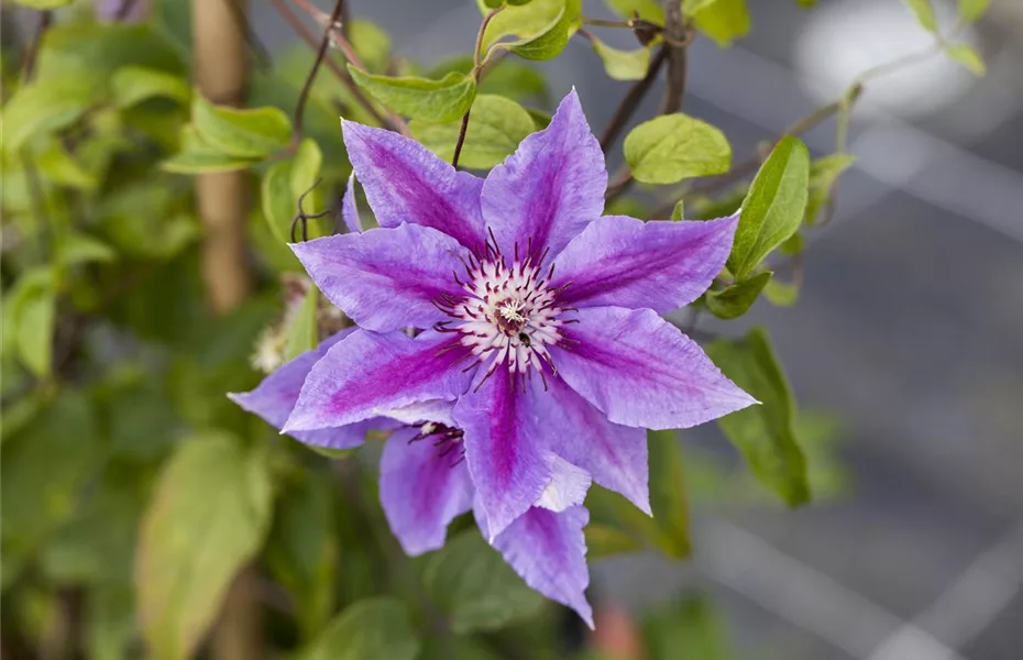 Clematis – farbenfroh, robust und wunderschön