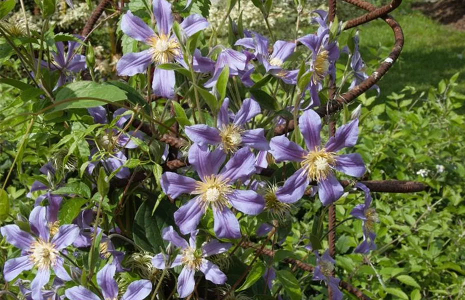 Clematis – farbenfroh, robust und wunderschön