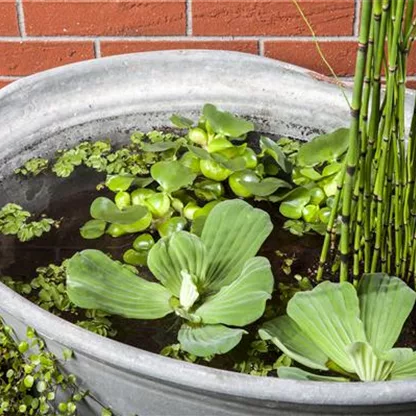 Coole Idee: Mit dem Mini-Teich punkten