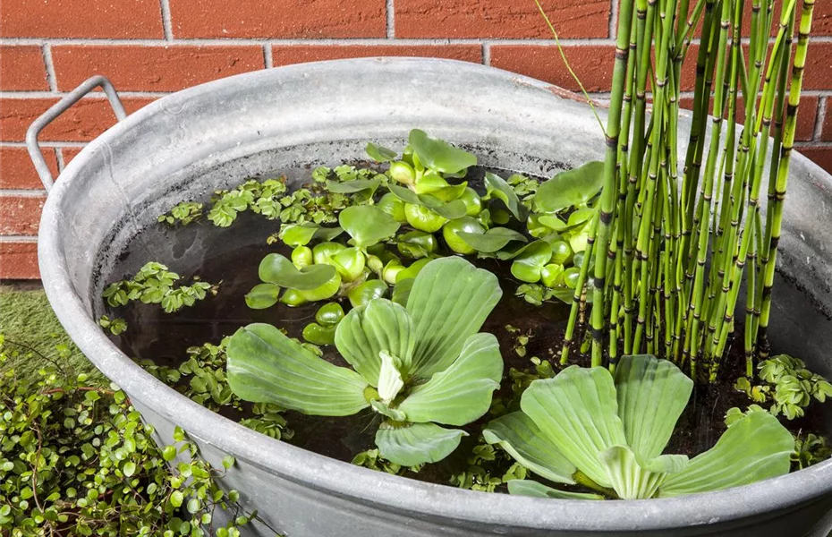 Coole Idee: Mit dem Mini-Teich punkten