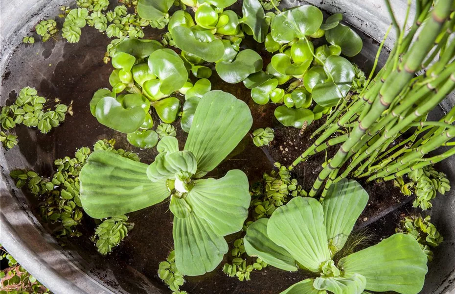 Coole Idee: Mit dem Mini-Teich punkten