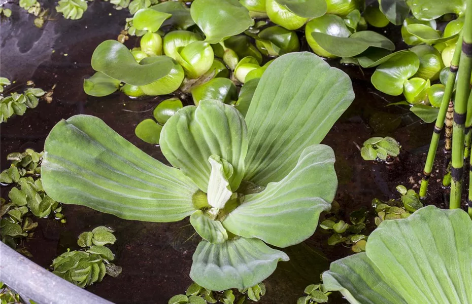 Coole Idee: Mit dem Mini-Teich punkten