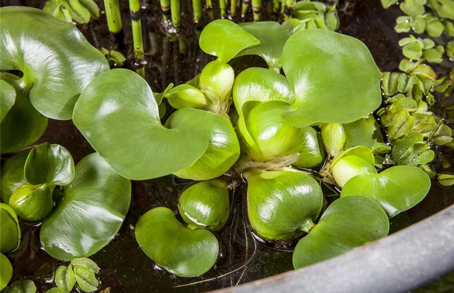 Coole Idee: Mit dem Mini-Teich punkten