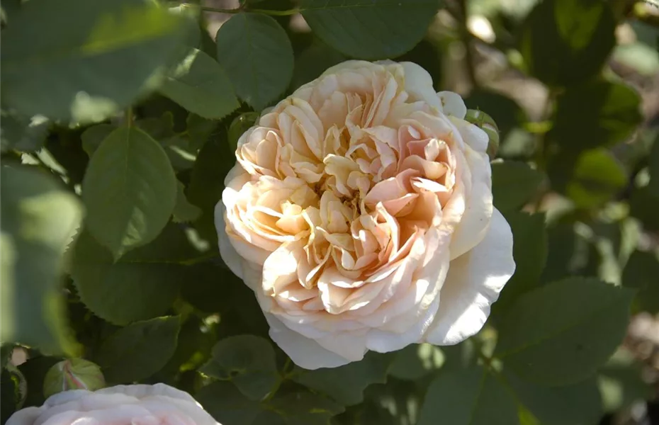 Die Rose: auch auf Balkon und Terrasse ein Hit