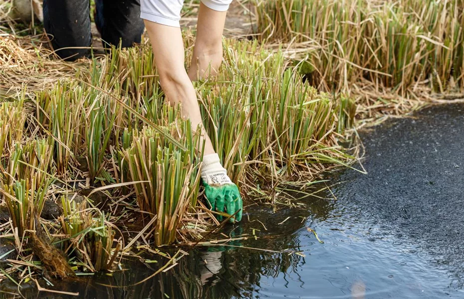 Easy Oase: Gartenteich anlegen leicht gemacht