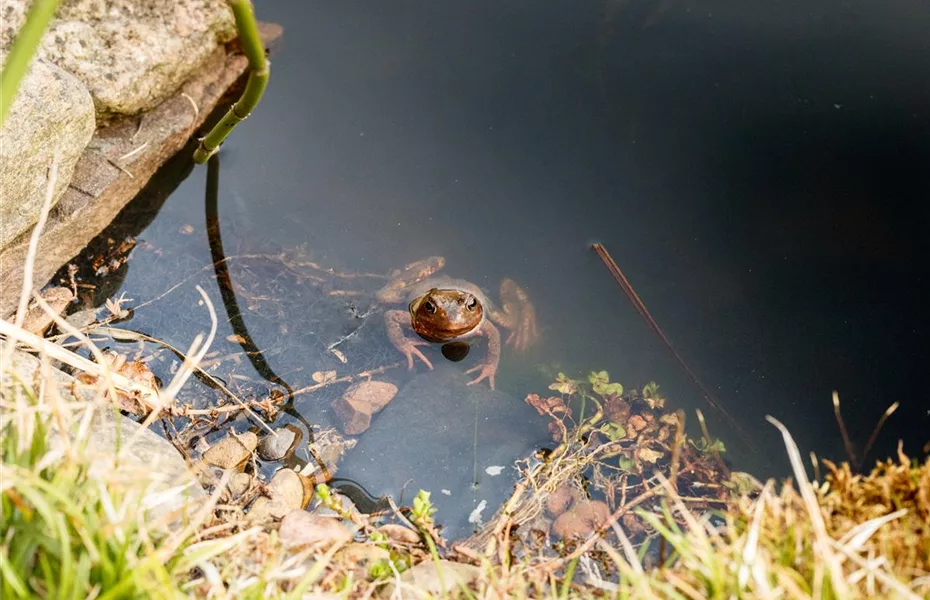 Gartenteich selbst machen – Das ist gut zu wissen