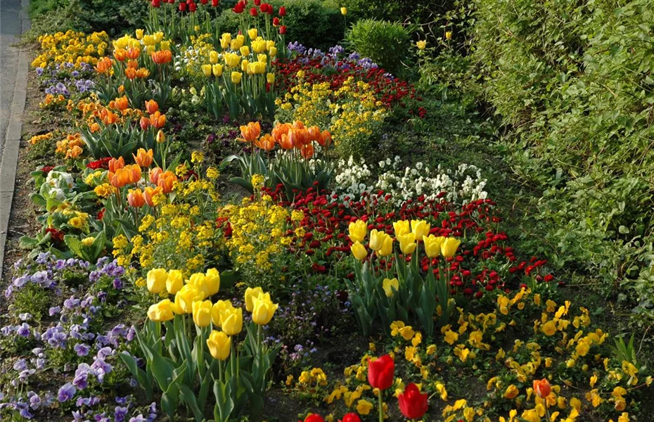 Frühblüher – Im Frühling sind sie die Stars