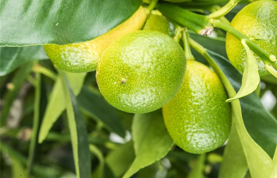 Äpfel & Birnen: Obstbäume veredeln leicht gemacht