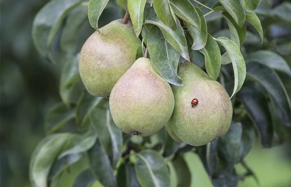 Äpfel & Birnen: Obstbäume veredeln leicht gemacht