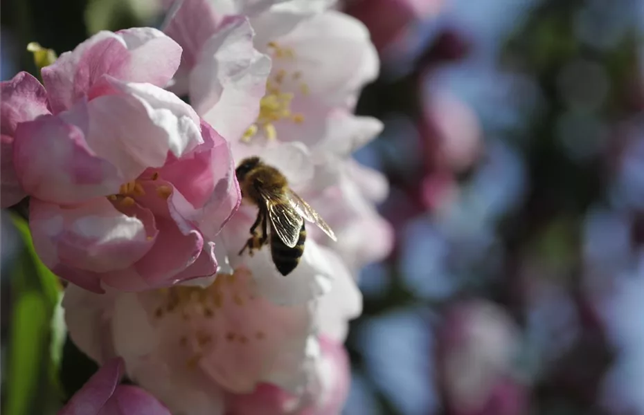 Bienenfreundliche Frühblüher: Helfer in der Natur