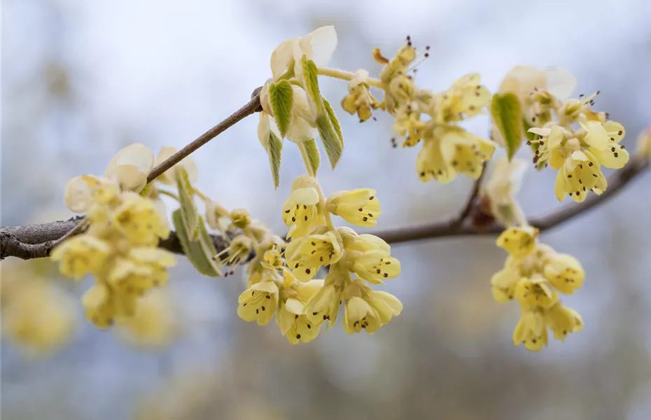 Bienenfreundliche Frühblüher: Helfer in der Natur