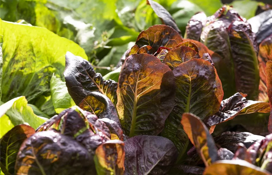 So wird aus dem Gemüsegarten ein Paradies