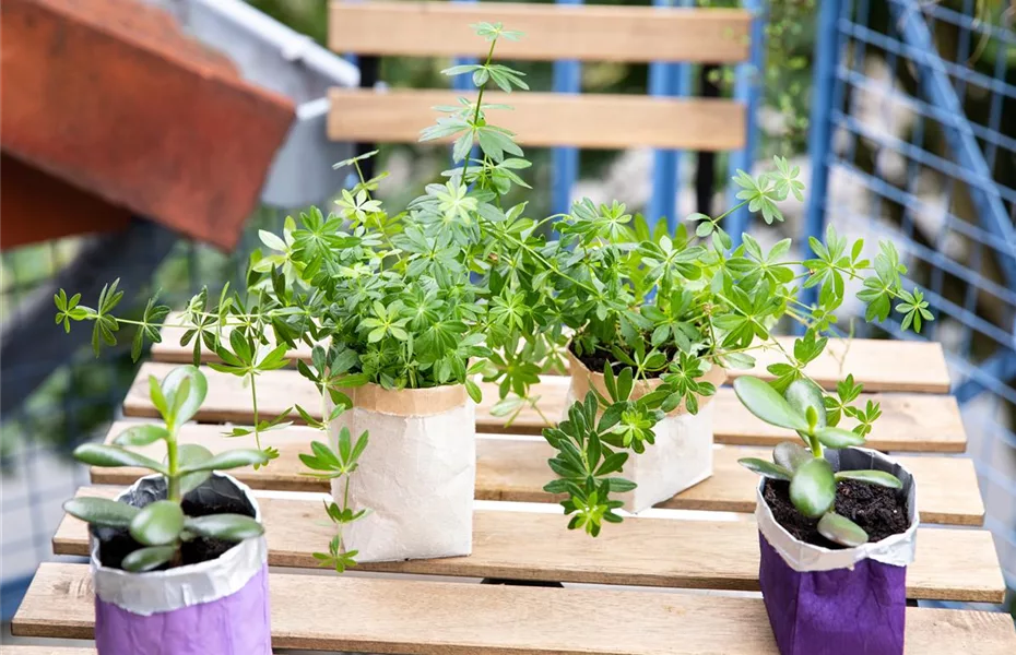 Ein mobiler Garten hat die skurrilsten Pflanzgefäße