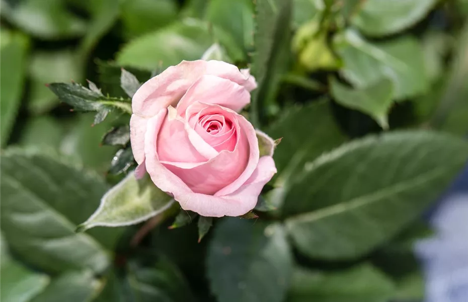 Das Einmaleins der Rosenpflege – von Schneiden bis Düngen