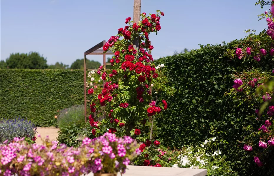 Das Einmaleins der Rosenpflege – von Schneiden bis Düngen