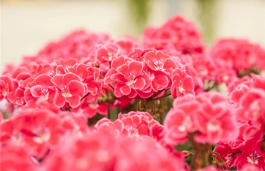 Flüssigdünger: So bleiben Blumen fit!