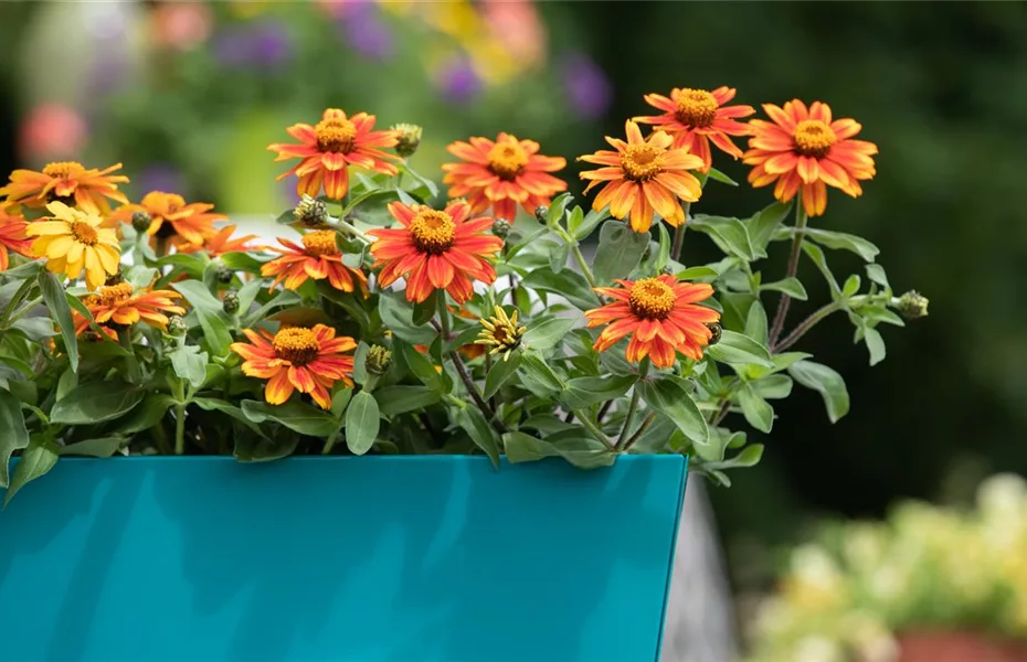 Flüssigdünger: So bleiben Blumen fit!