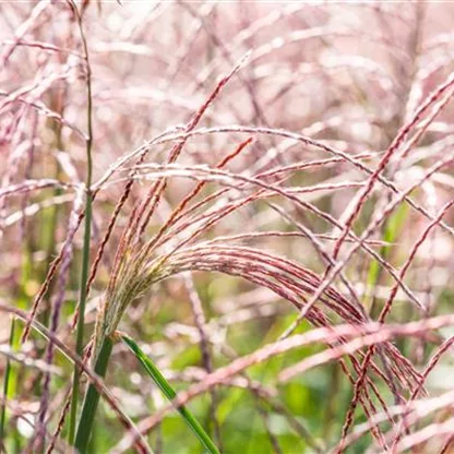 Gräser pflegen und dem Windspiel im Garten lauschen