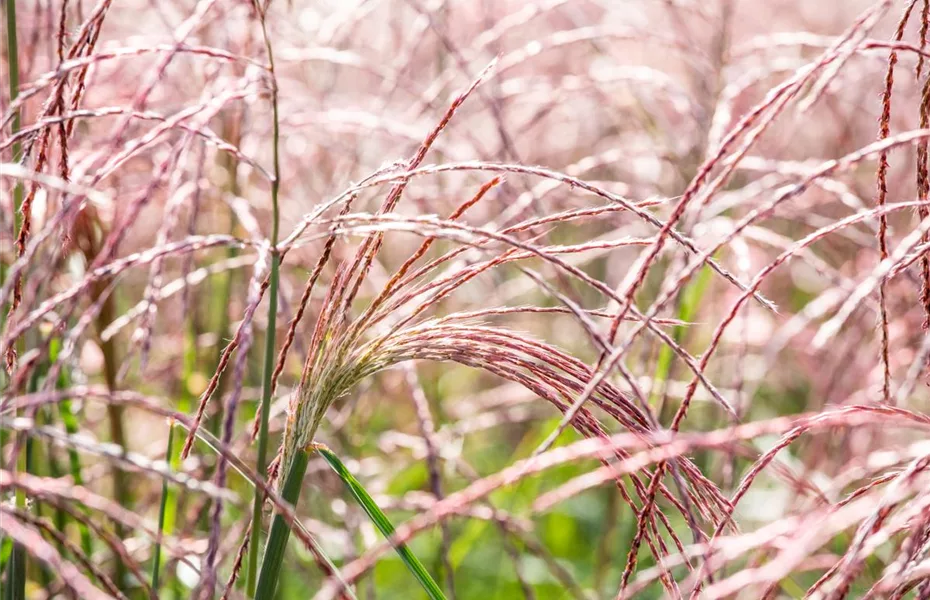 Gräser pflegen und dem Windspiel im Garten lauschen