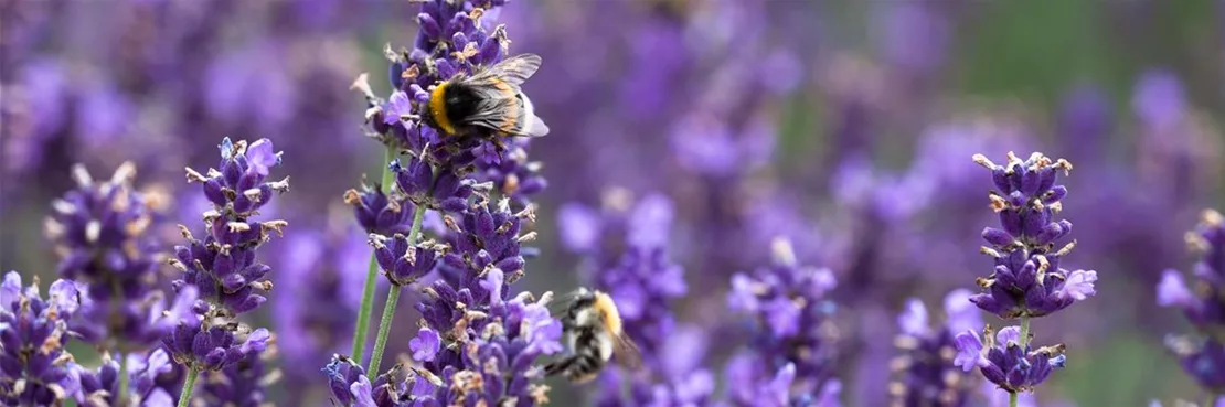 Lavendel gehört zu den beliebtesten winterharten Stauden