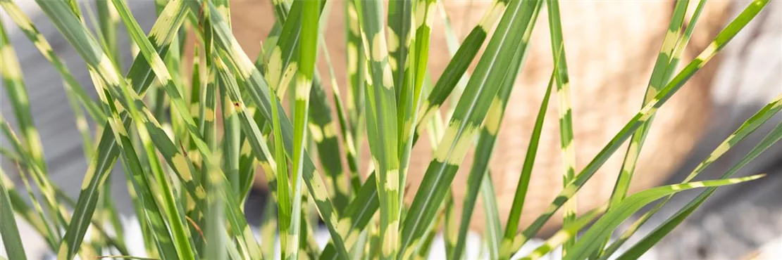 Gräser sind im Garten einfach unverzichtbar