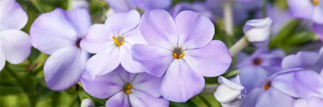 Die Flammenblume ist der heimliche Star der winterharten Stauden