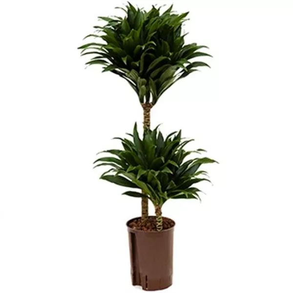 Drachenbaum 'Compacta'