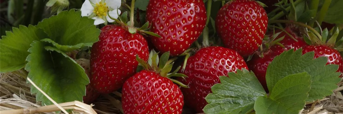 Der richtige Dünger für leckere Beeren