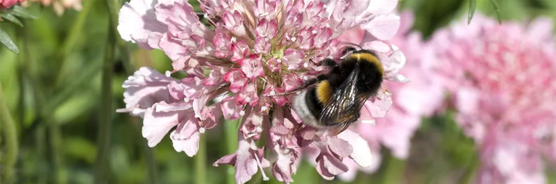 Insektenhotels sind genauso wichtig wie Vogelhäuser