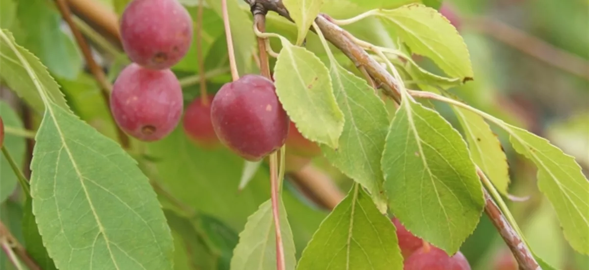 Zierapfel 'Red Jade' Stamm Topf 20 Liter Krone mehrj. Stammhöhe. 120-